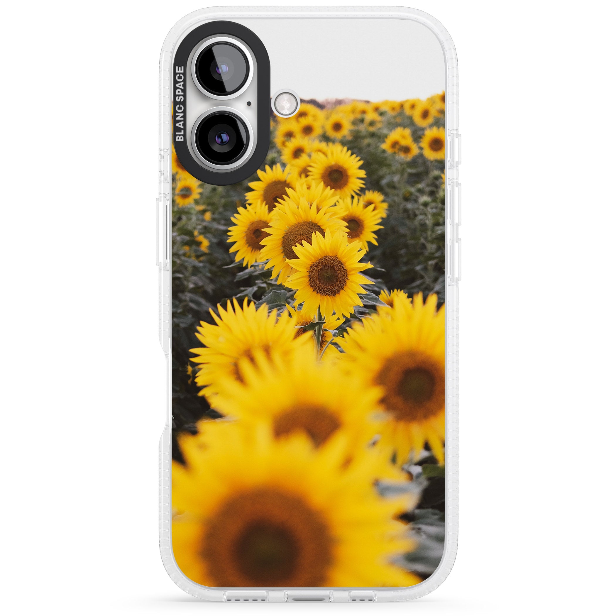 Sunflower Field