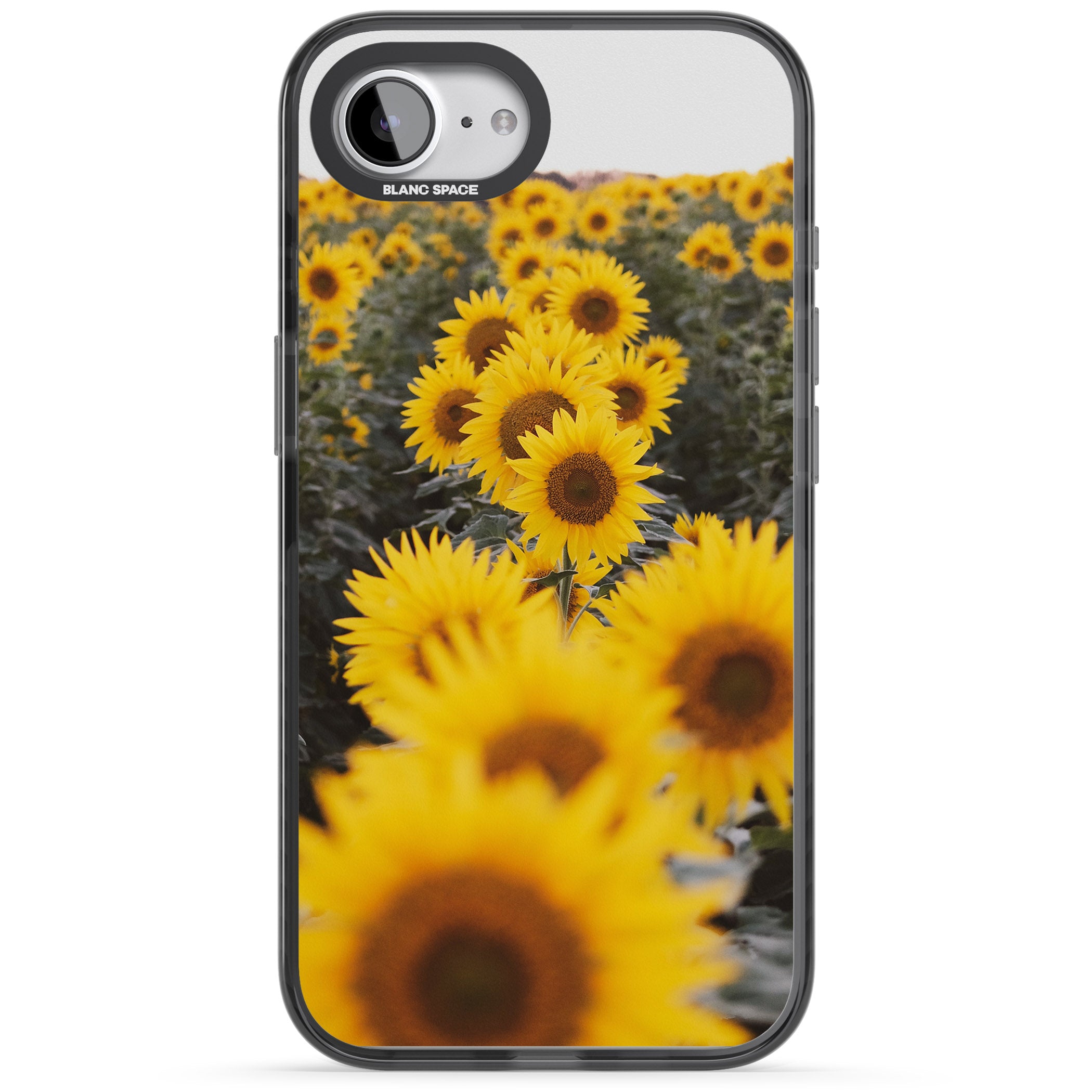 Sunflower Field