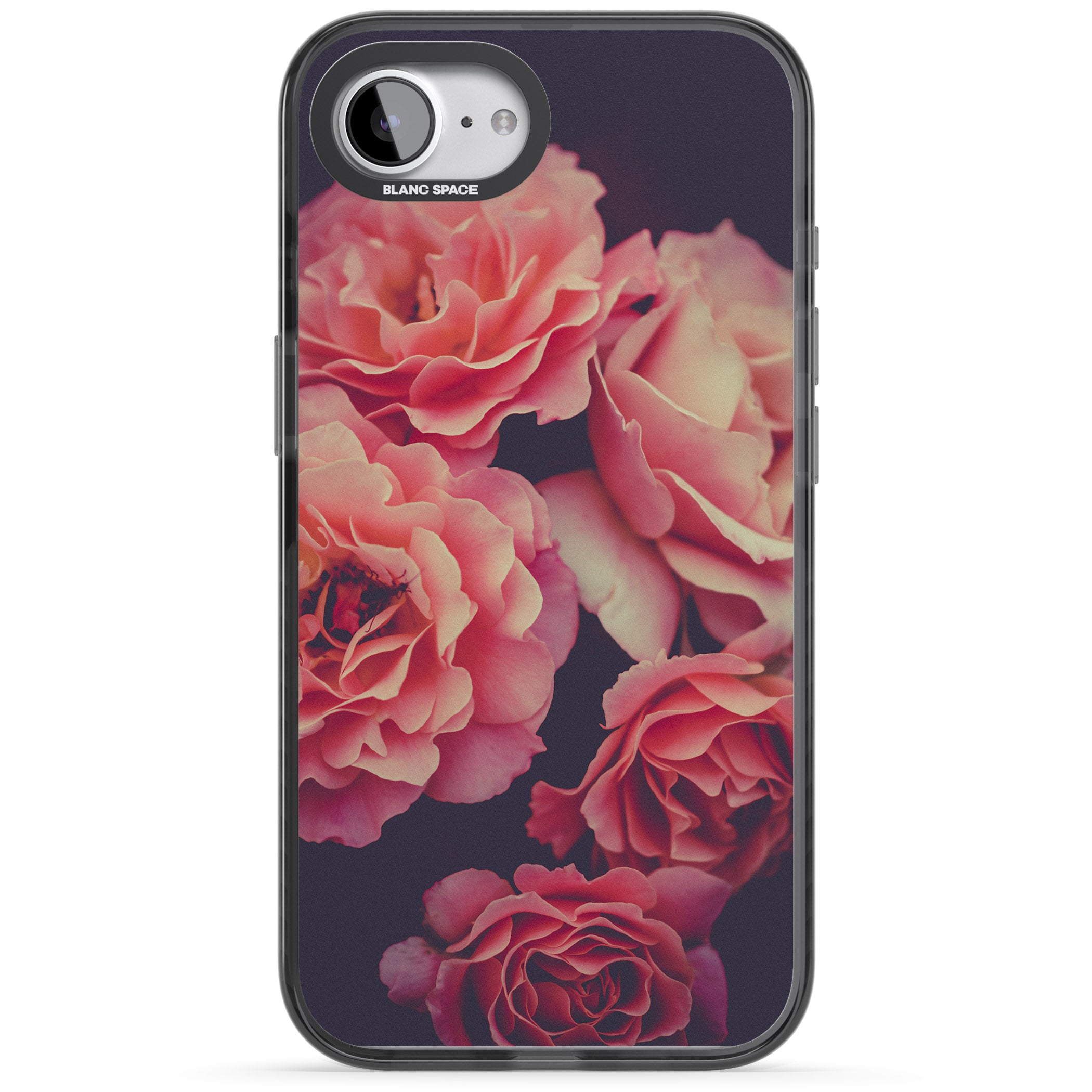 Midnight Rose Bloom