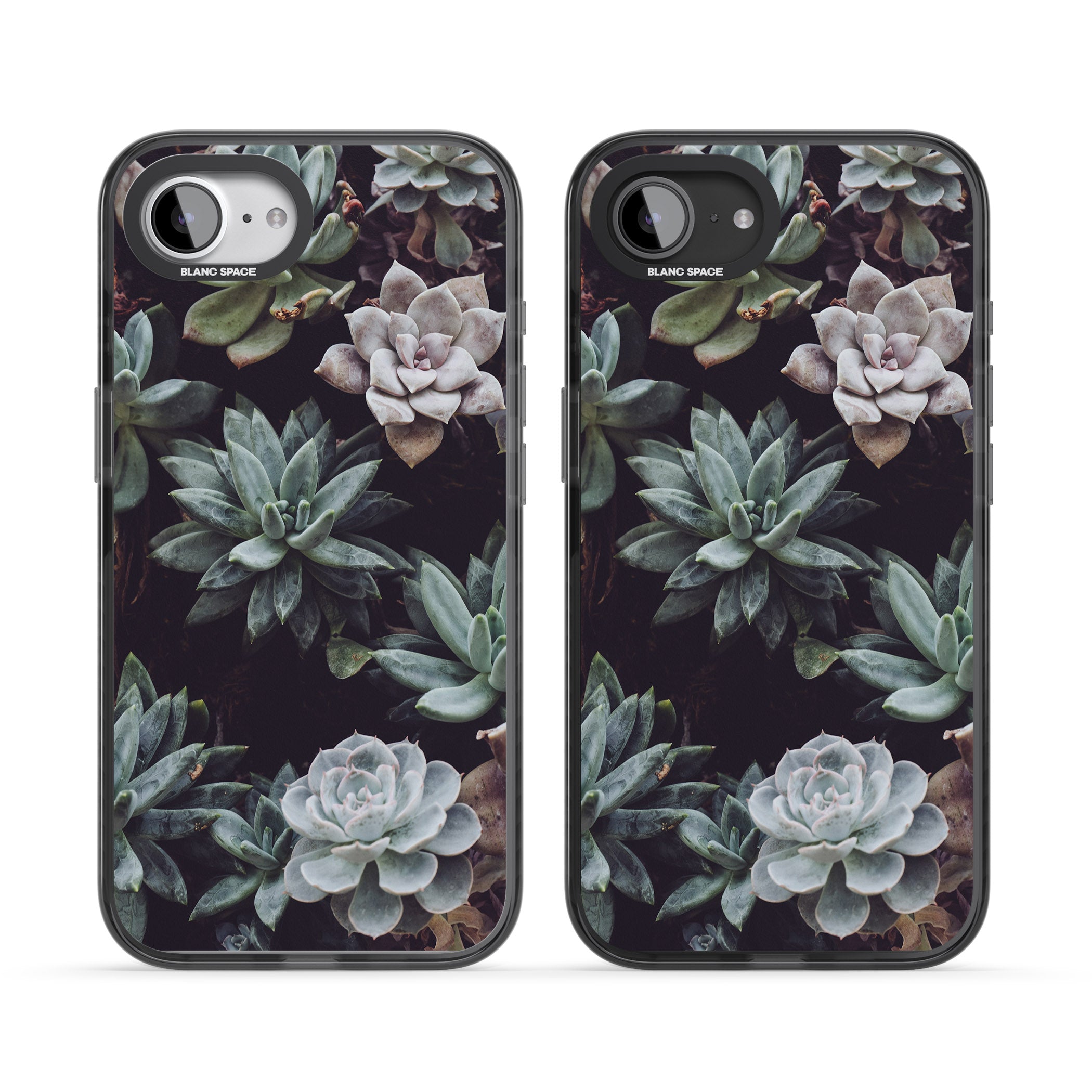 Succulent Bloom Mixed