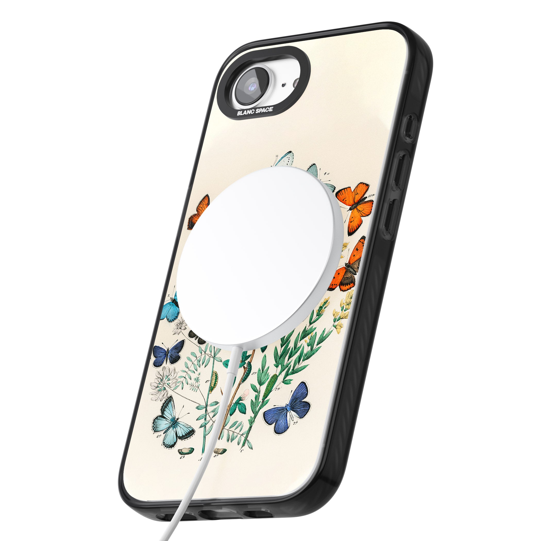 European Butterflies