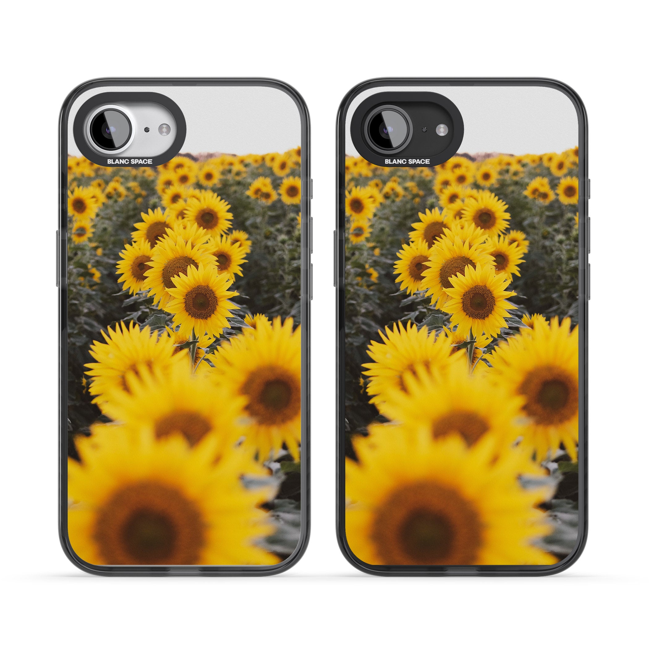 Sunflower Field