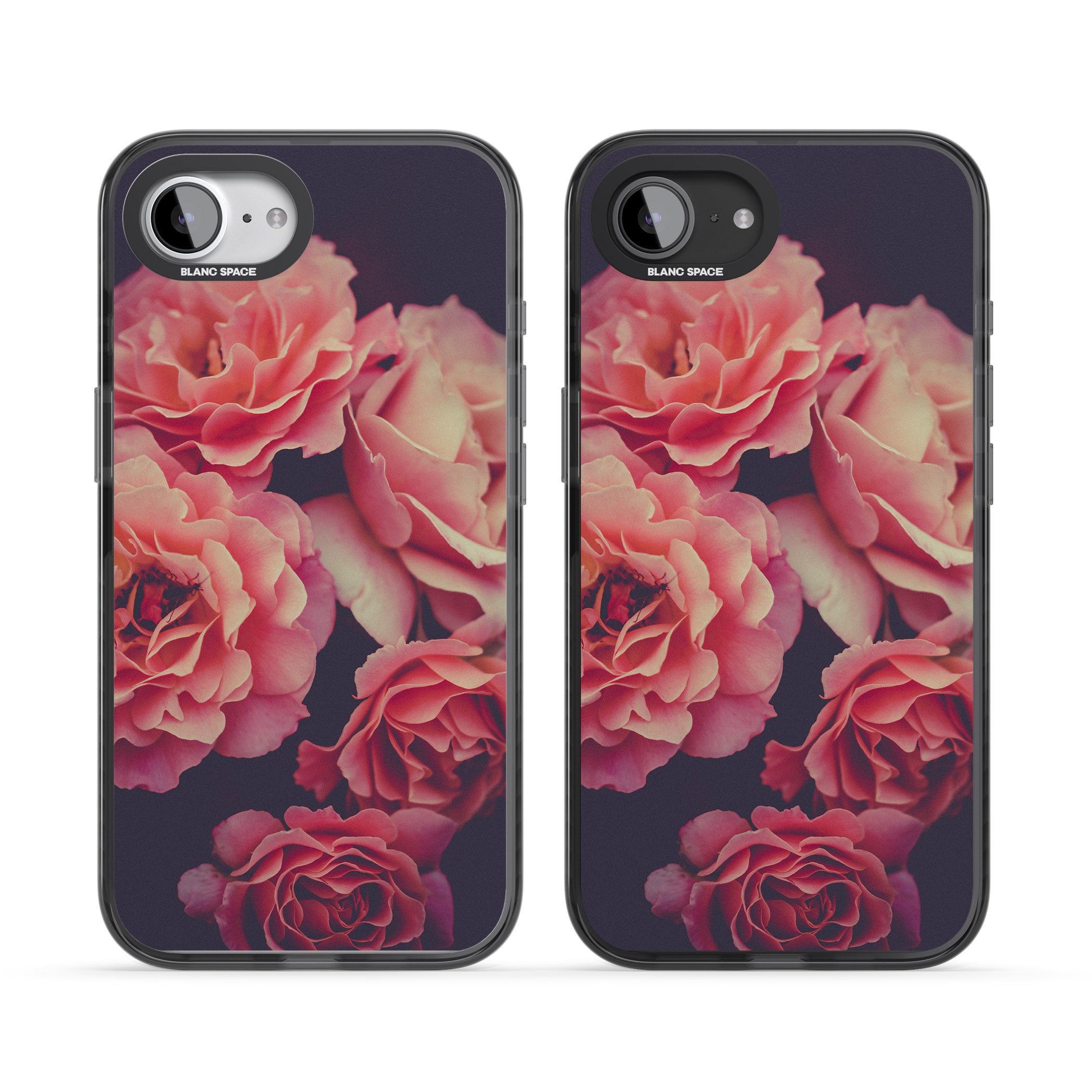 Midnight Rose Bloom
