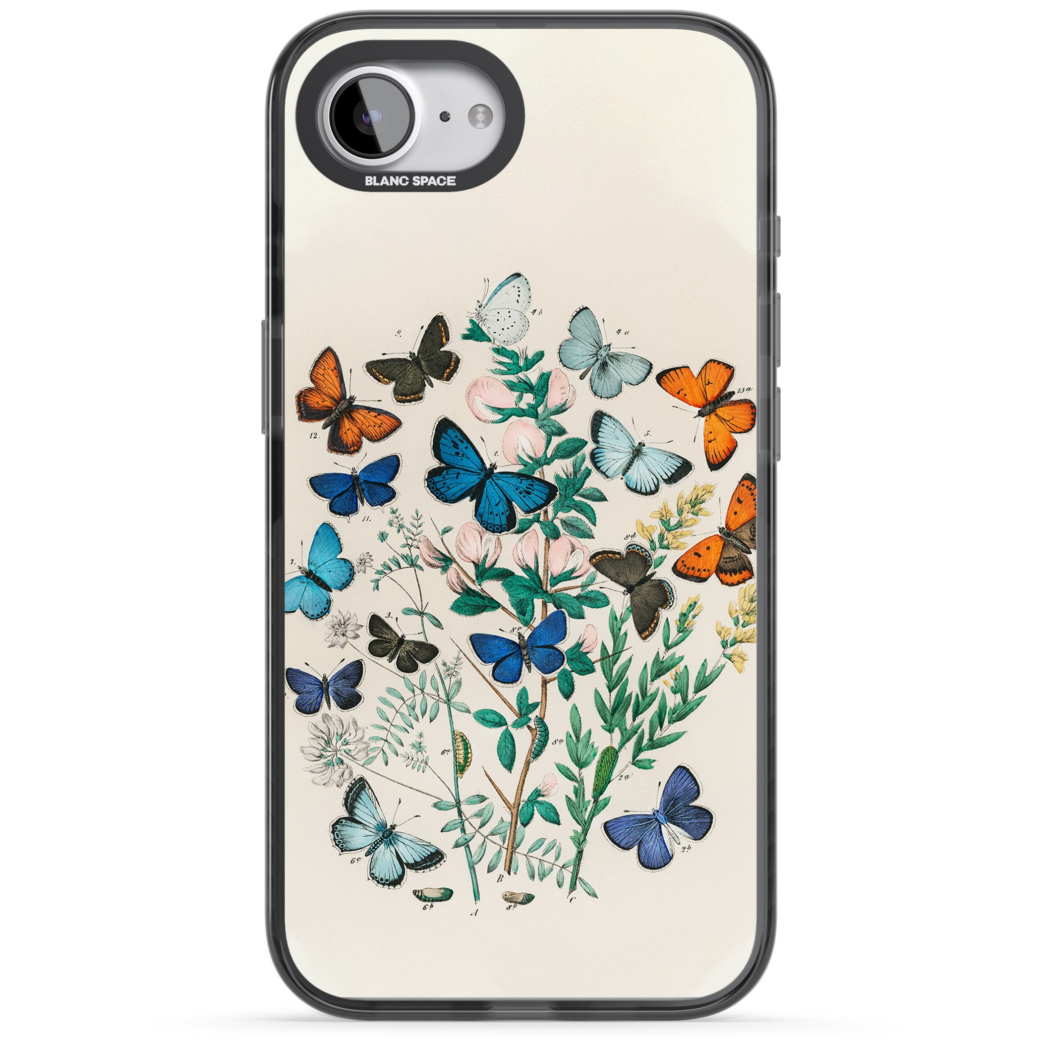 European Butterflies