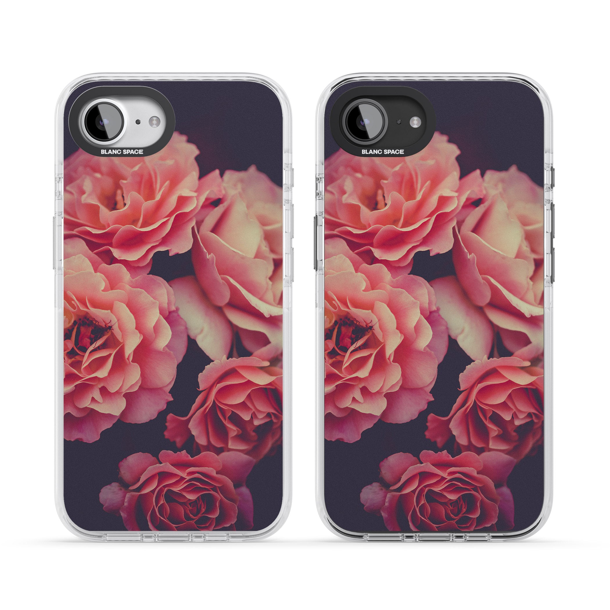 Midnight Rose Bloom