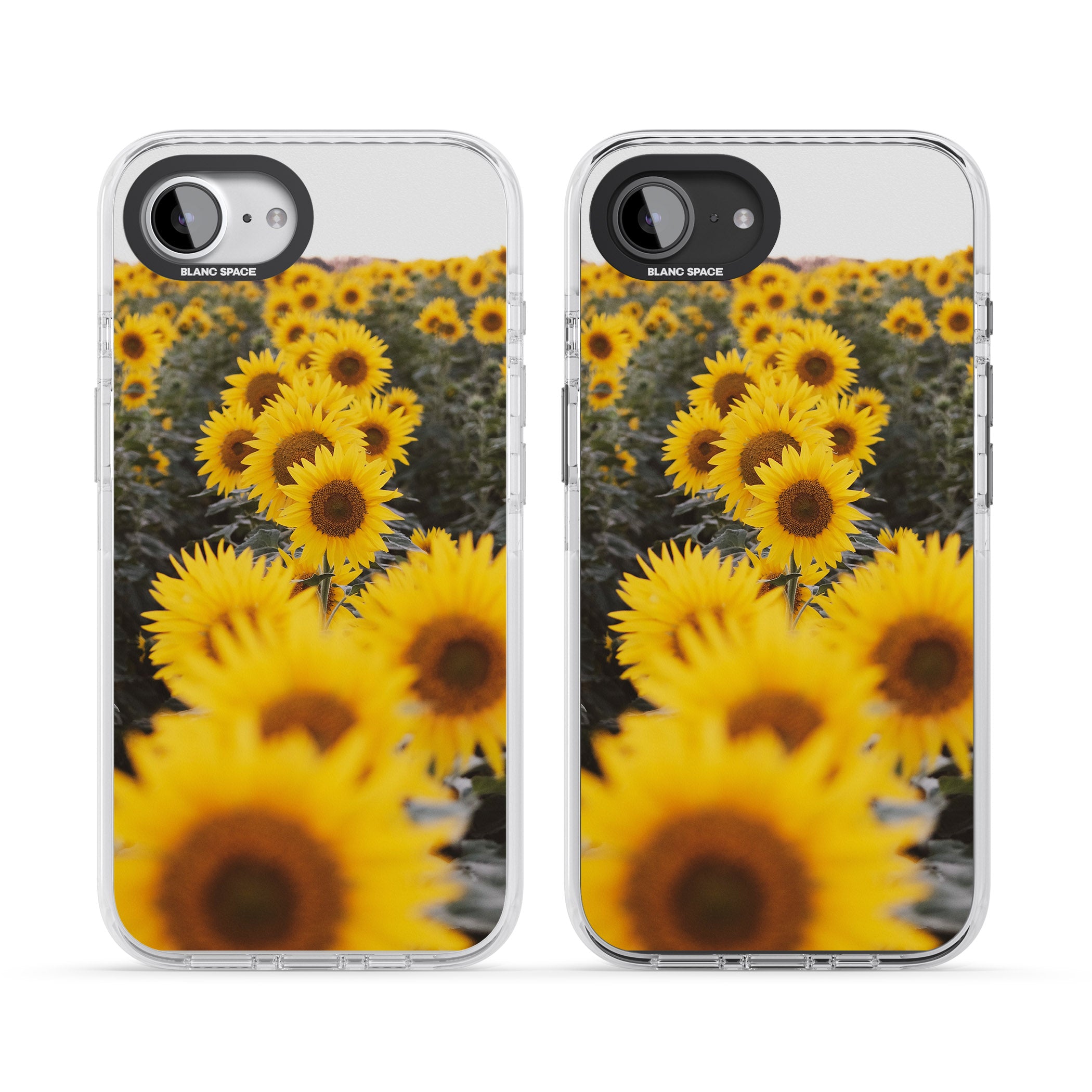 Sunflower Field