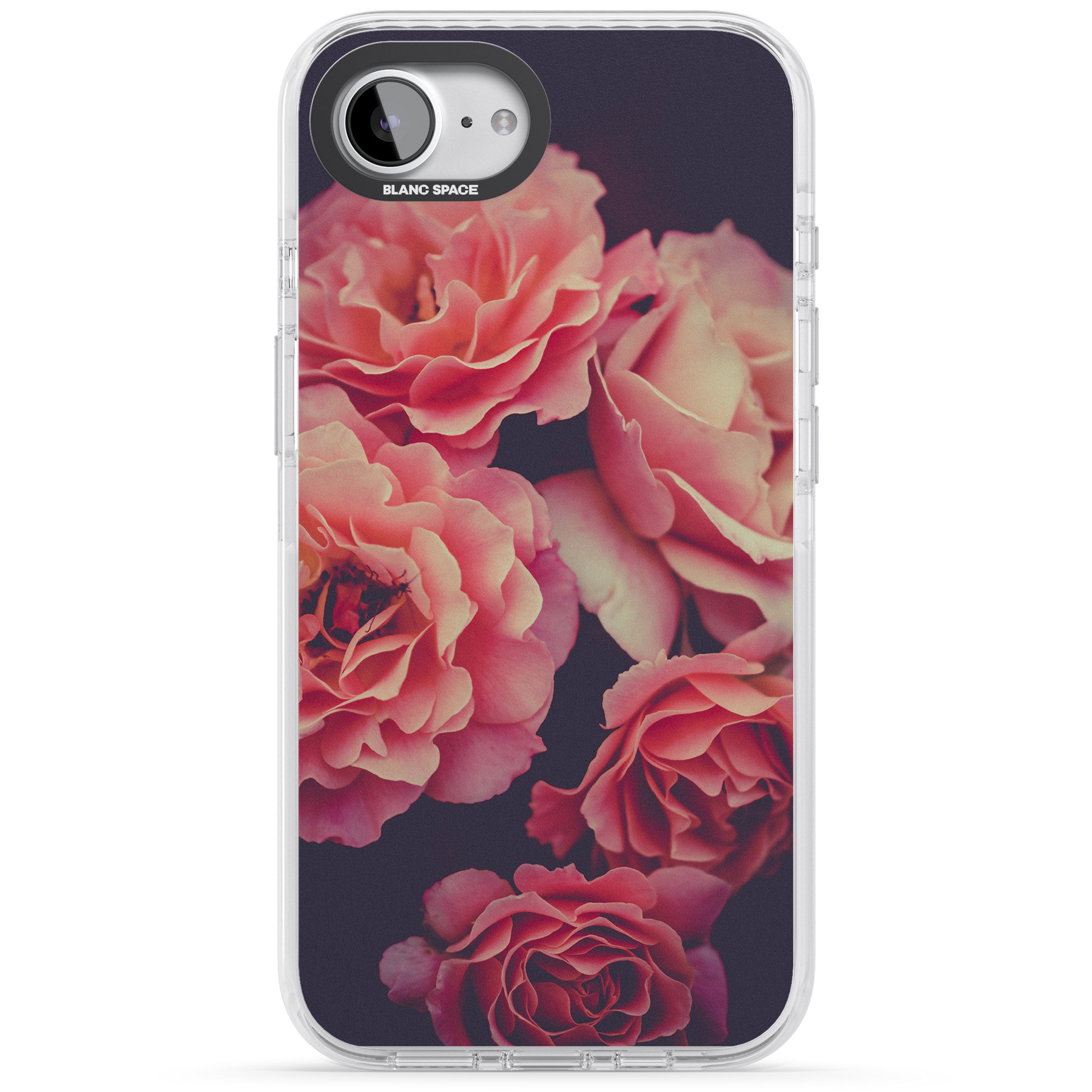 Midnight Rose Bloom