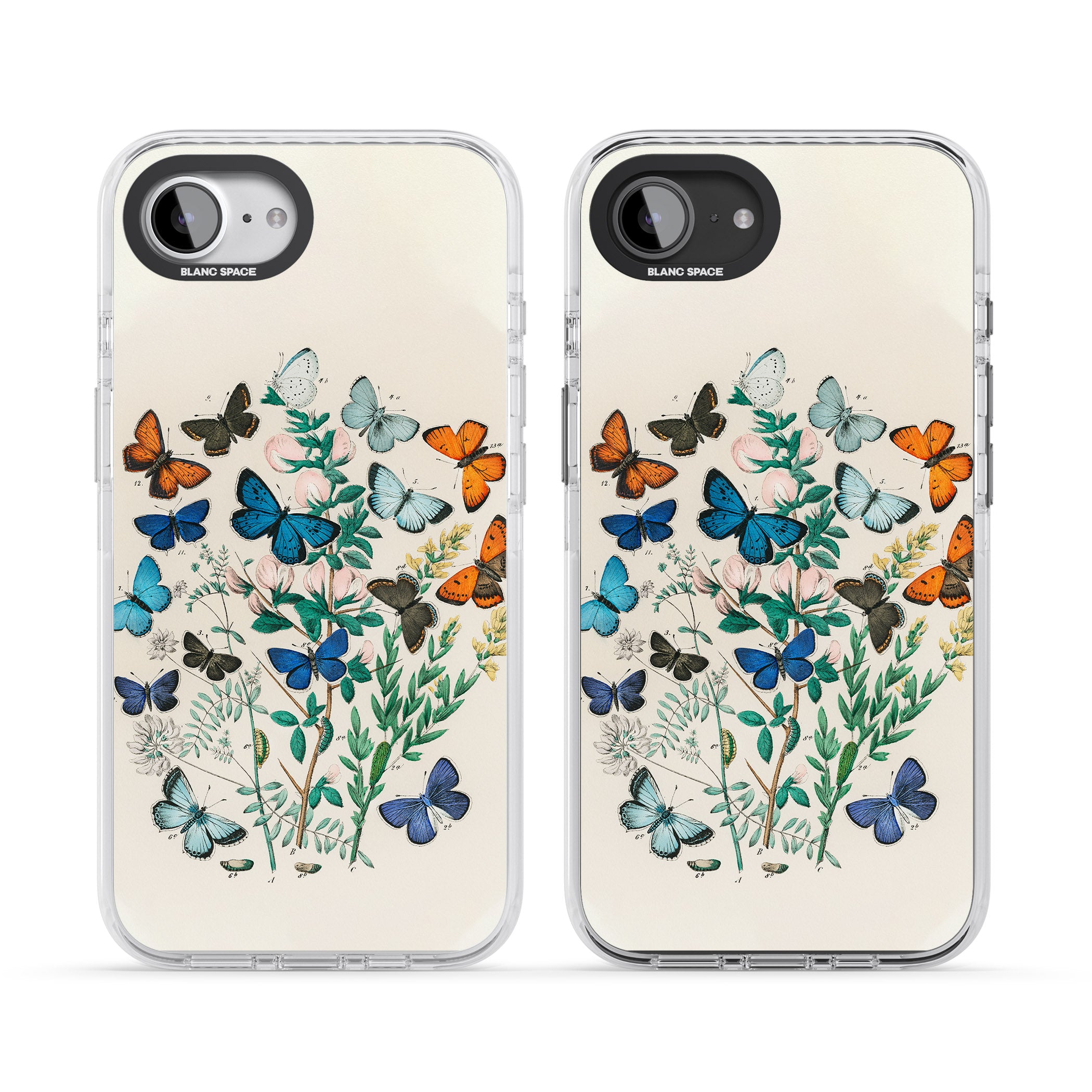 European Butterflies