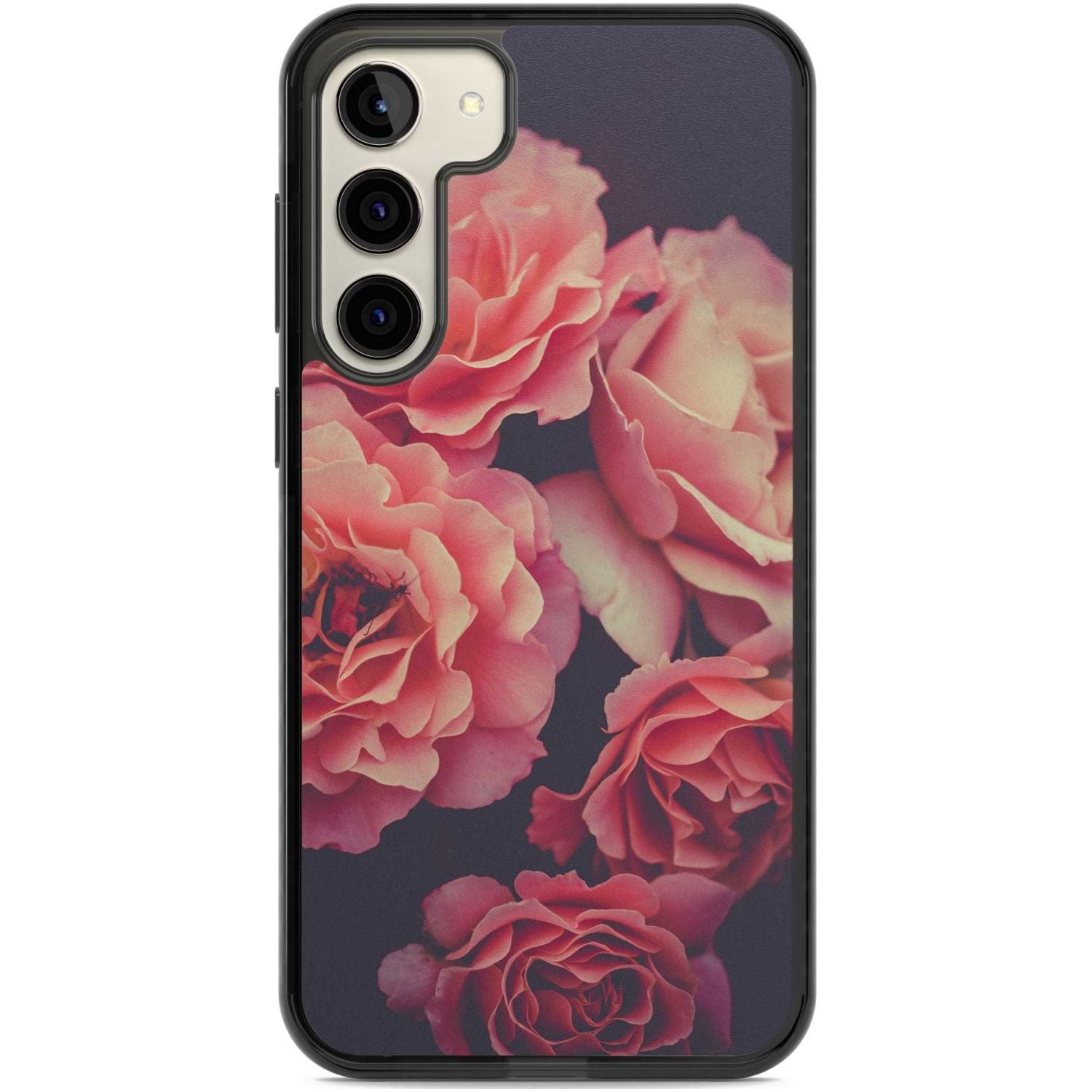 Midnight Rose Bloom