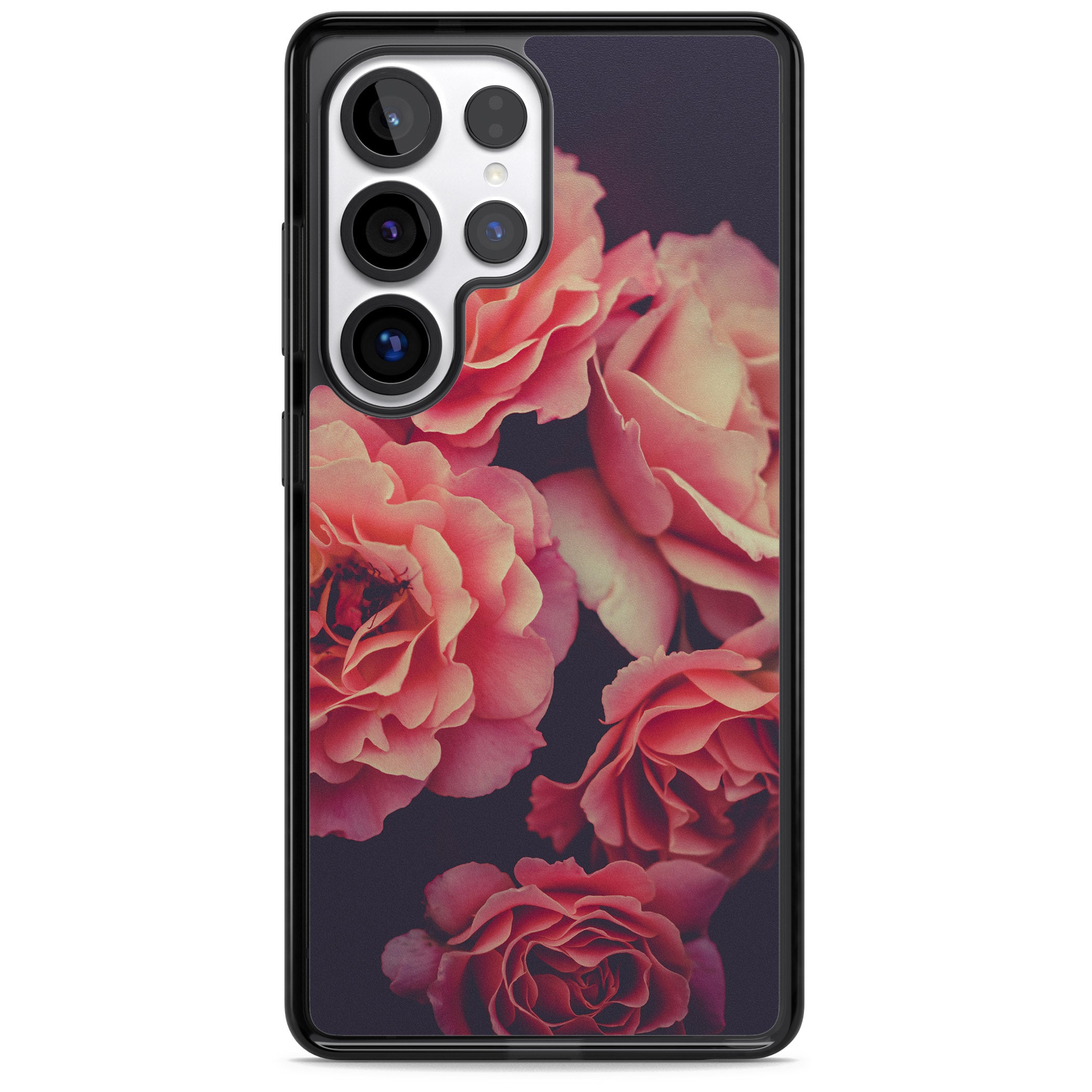 Midnight Rose Bloom