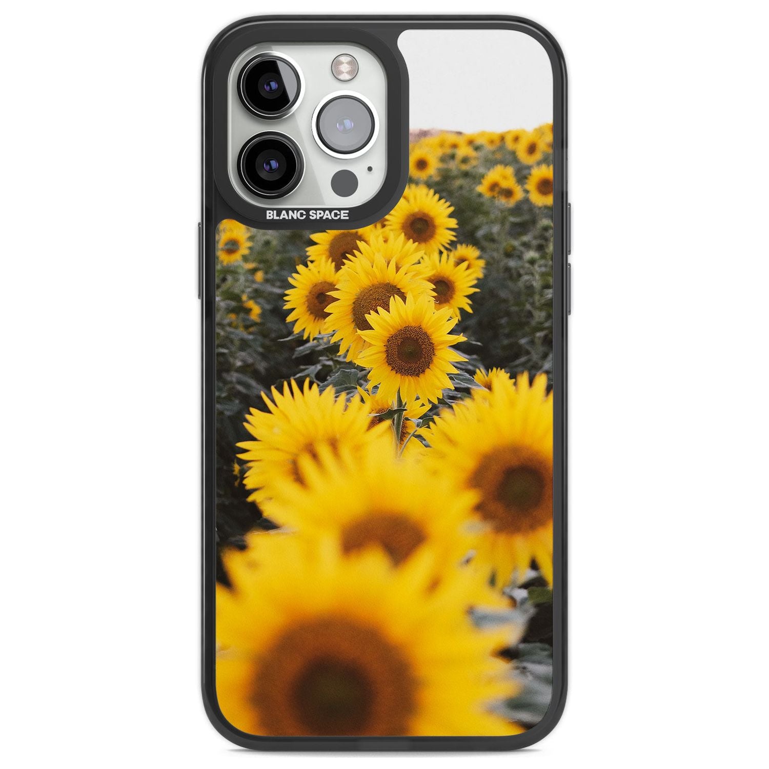 Sunflower Field
