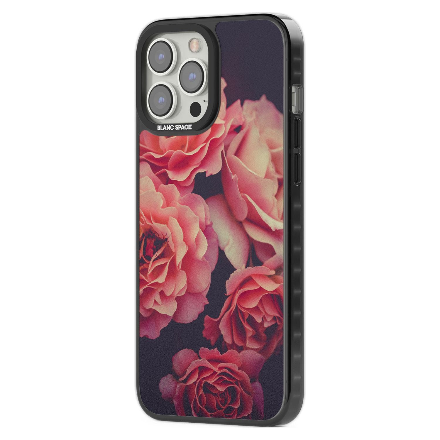 Midnight Rose Bloom