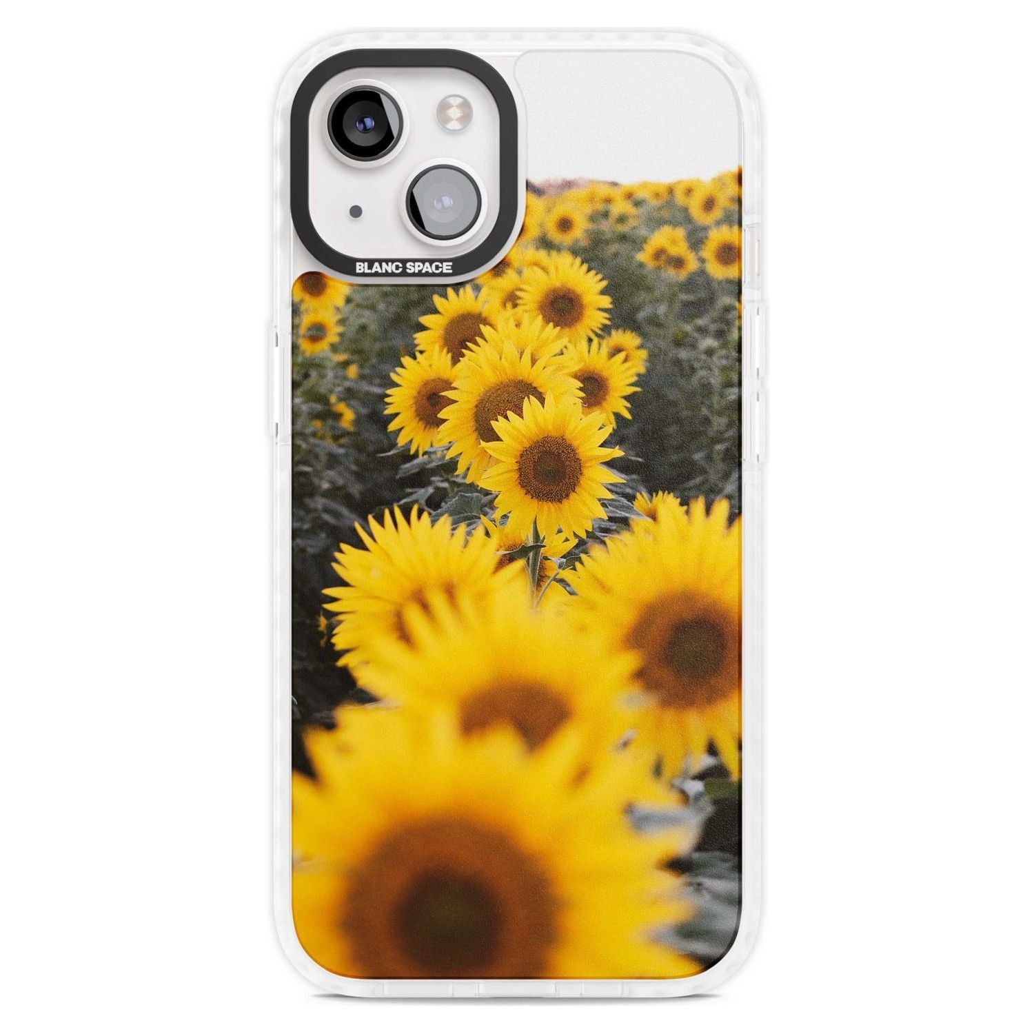 Sunflower Field