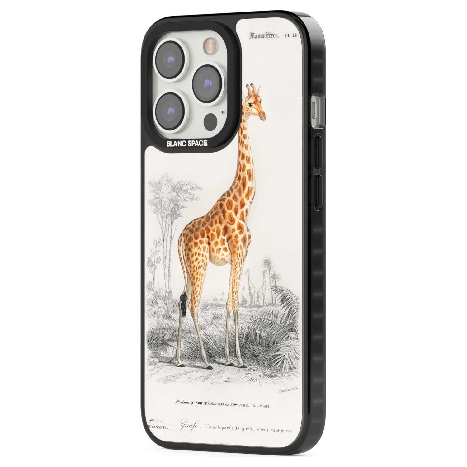 Vintage Giraffe Art
