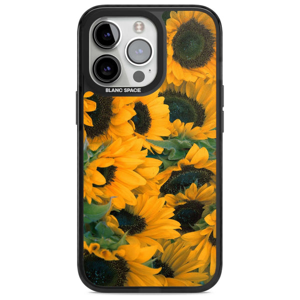 Sunflower Fields
