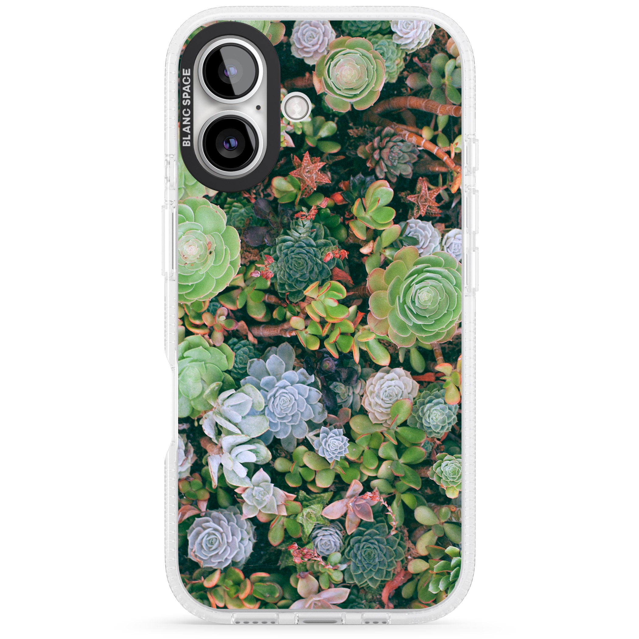 Succulent Garden