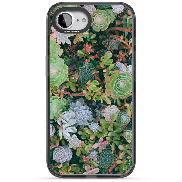 Succulent Garden