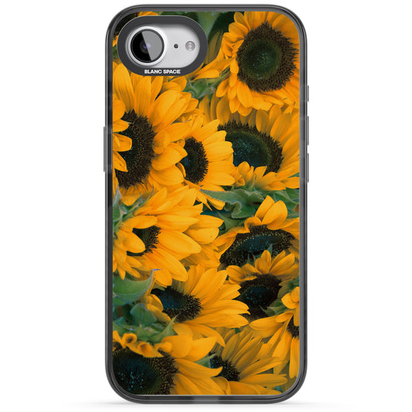 Sunflower Fields