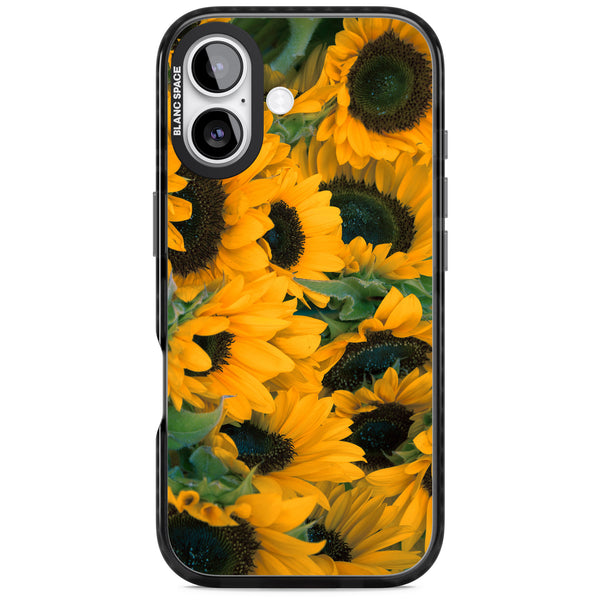 Sunflower Fields