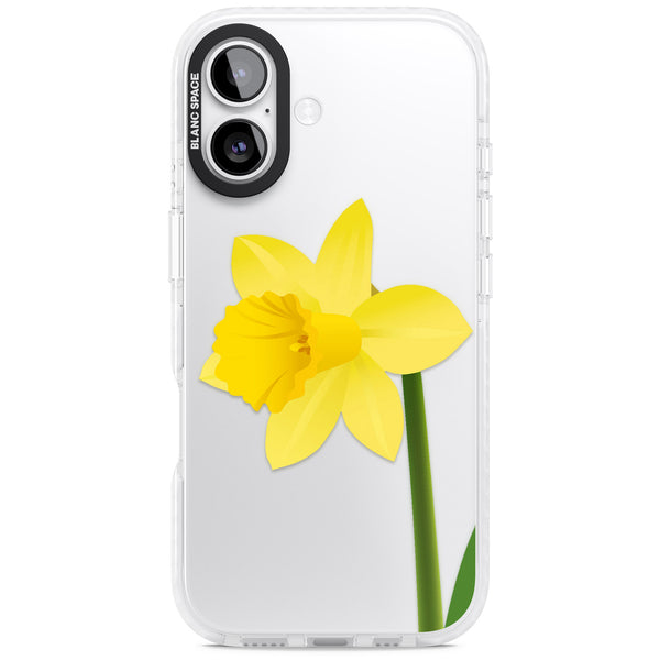 Daffodil