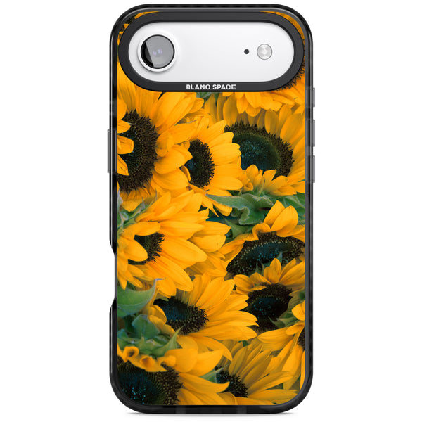 Sunflower Fields