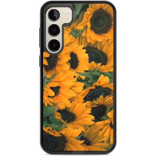 Sunflower Fields