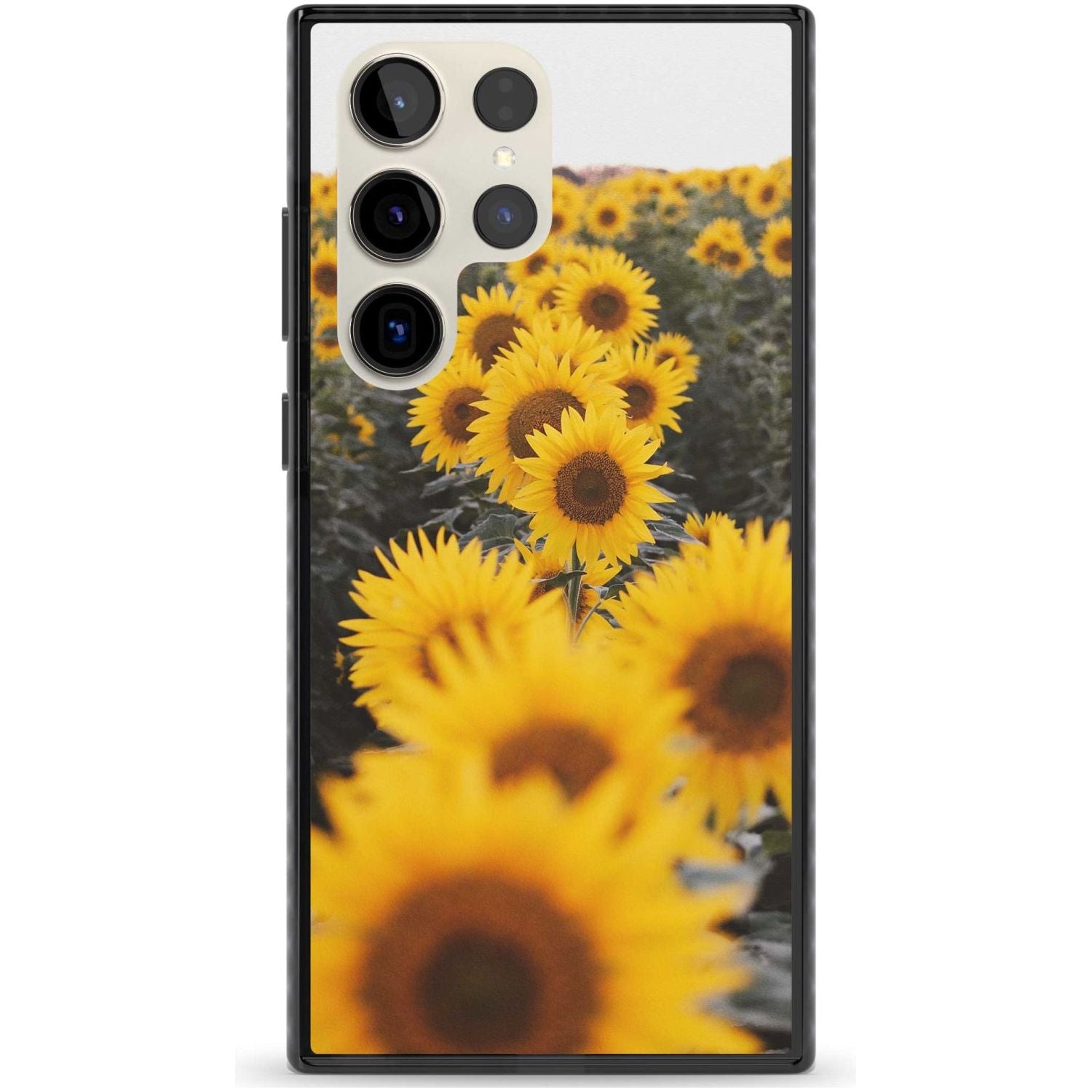 Sunflower Field