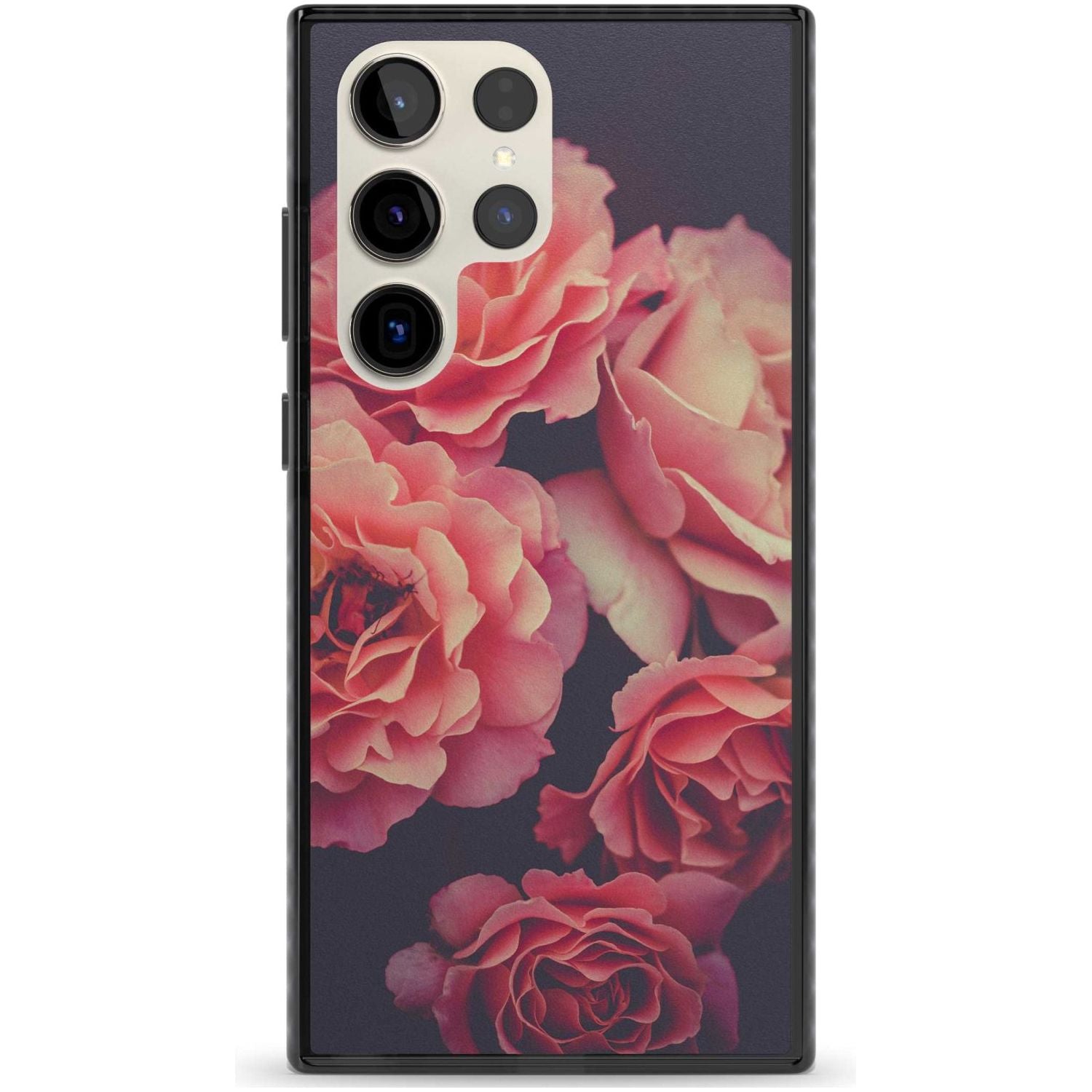Midnight Rose Bloom