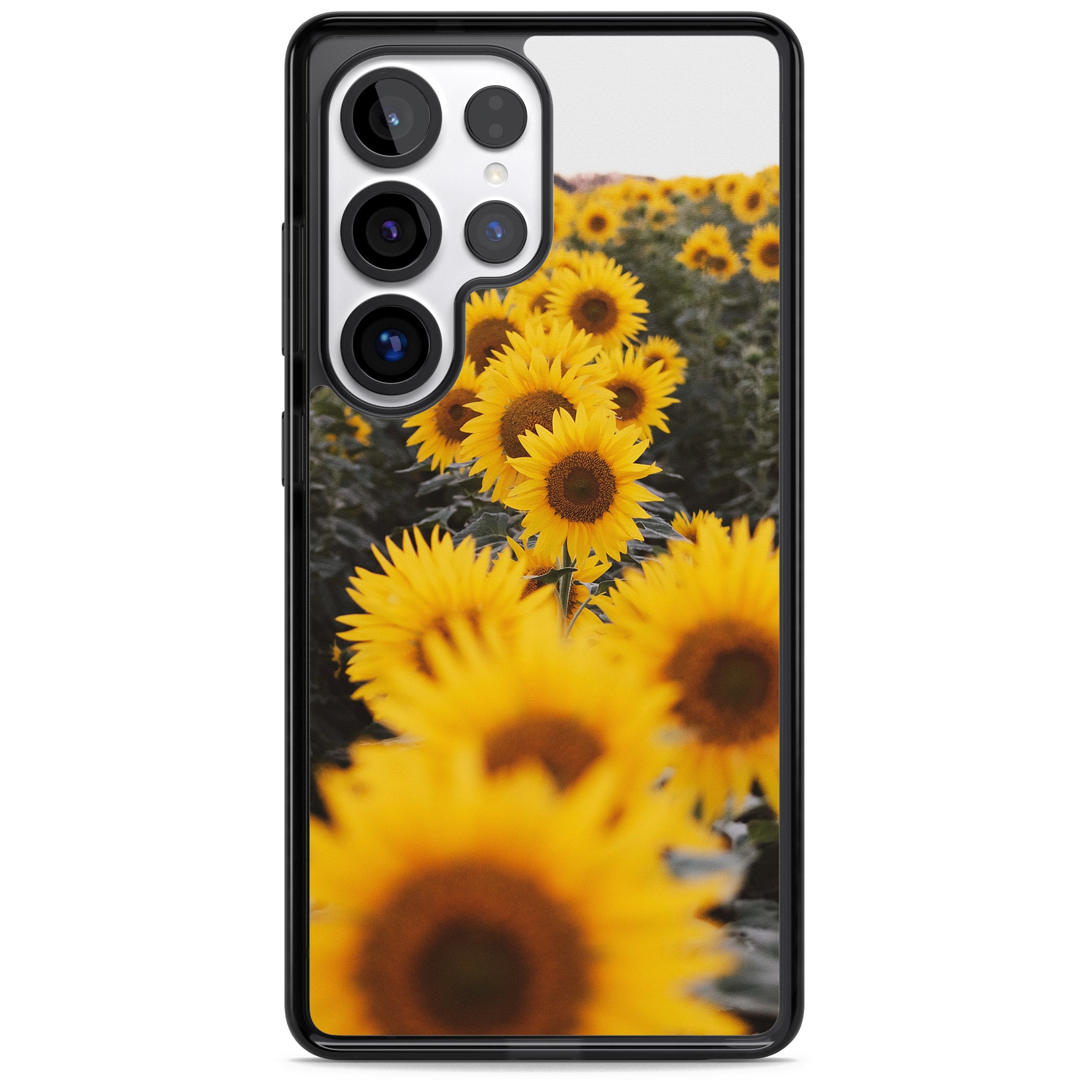 Sunflower Field