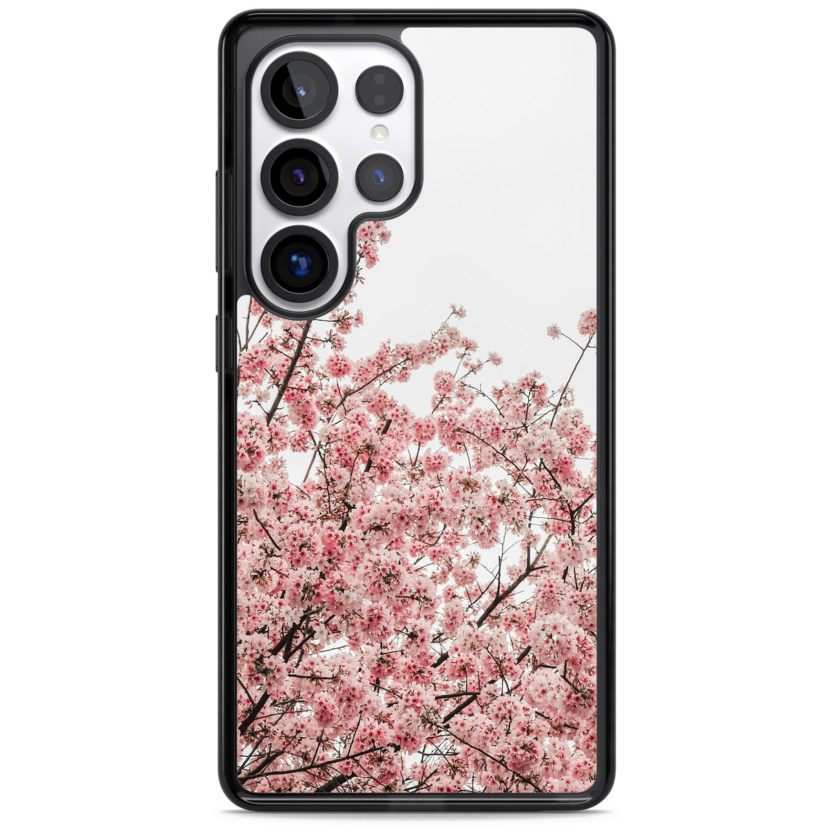 Cherry Blossoms - Real Floral Photographs