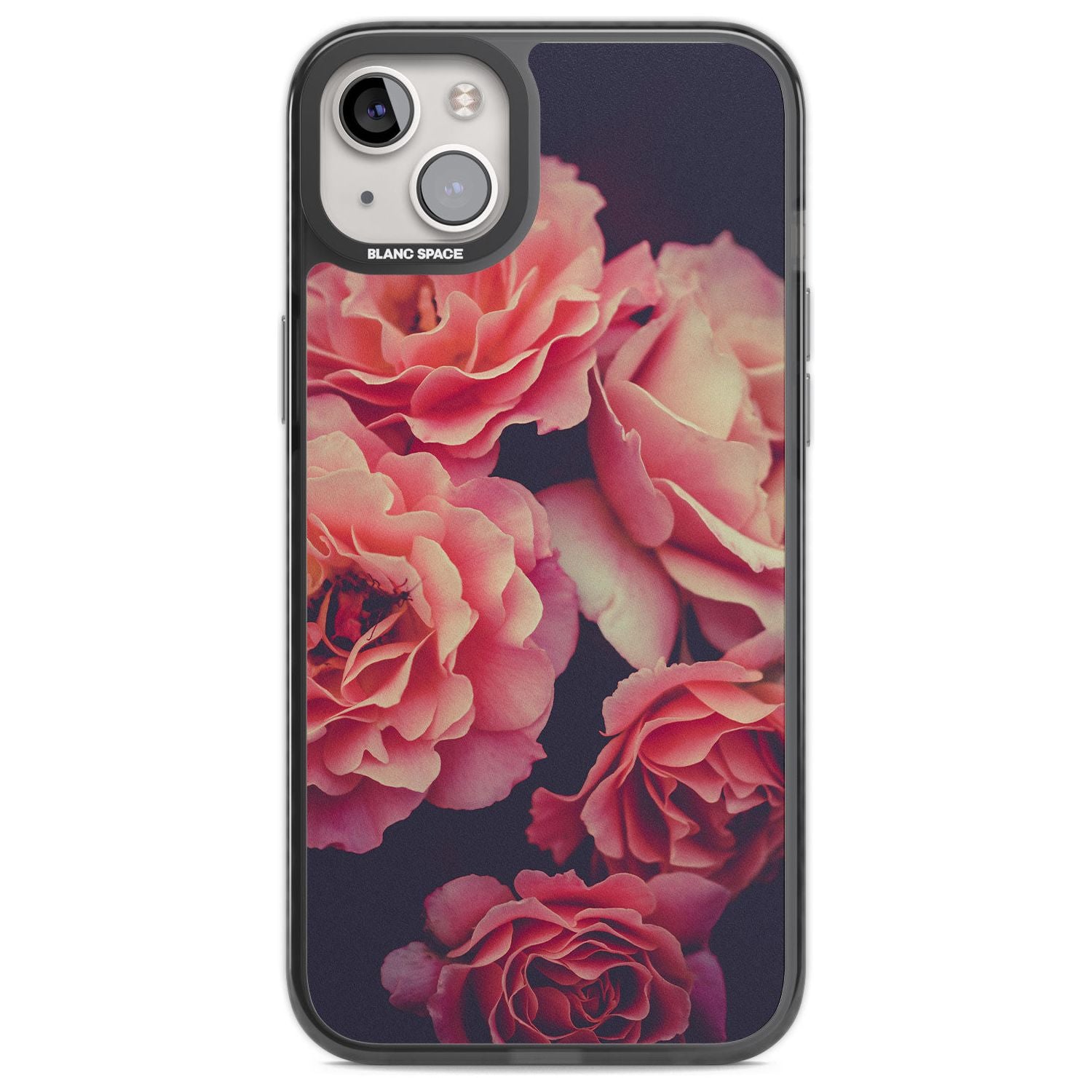 Midnight Rose Bloom