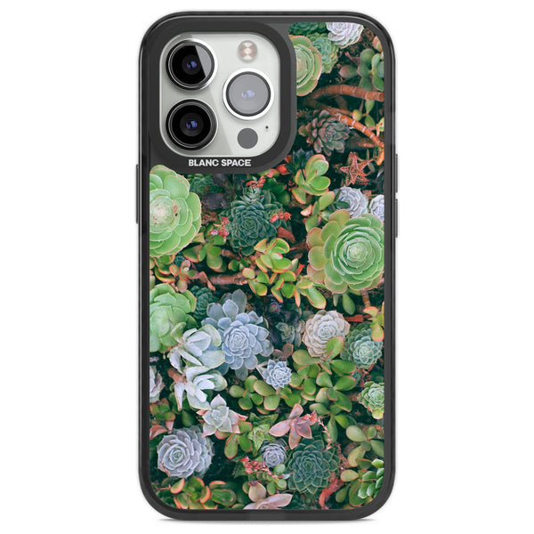 Succulent Garden