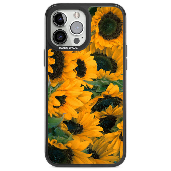 Sunflower Fields